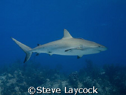 Caribbean reef shark glides over Bamas reef by Steve Laycock 